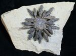 Superb Reboulicidaris Urchin Fossil - Lower Jurassic #5918-3